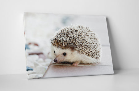 Animale - Tablou canvas : Ariciul simpatic
