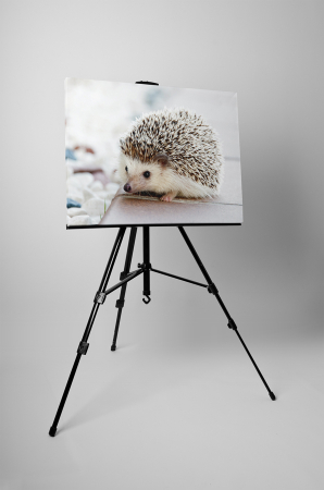 Tablou canvas : Ariciul simpatic [2]