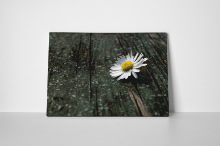 Tablou canvas : Musetel orfan [1]