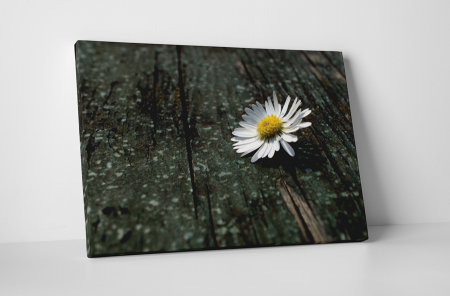 Tablouri Canvas - Tablou canvas : Musetel orfan