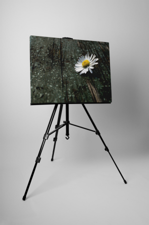 Tablou canvas : Musetel orfan [2]