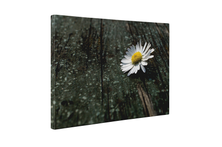 Tablou canvas : Musetel orfan [4]