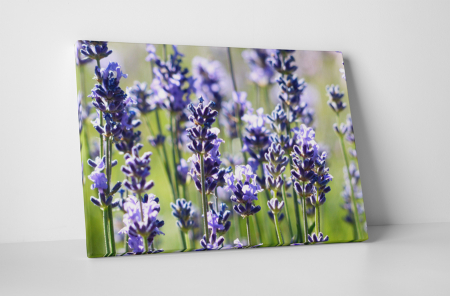 Tablouri Canvas - Tablou canvas : Levantica