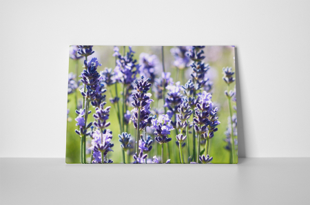 Tablou canvas : Levantica [1]