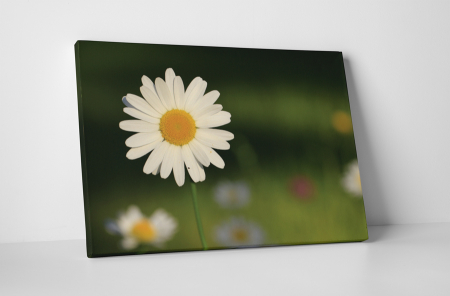 Tablouri Canvas - Tablou canvas : Un musetel