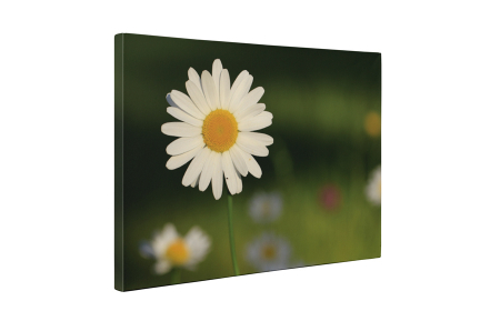 Tablou canvas : Un musetel [4]