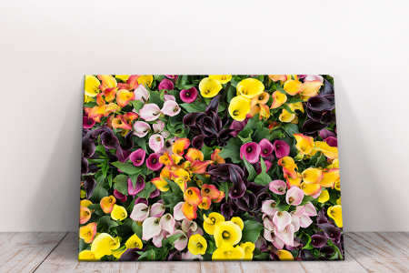 Tablou canvas : Flori frumoase colorate [1]