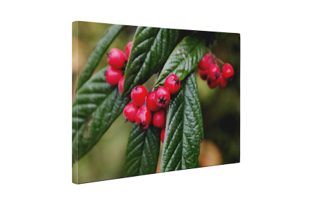 Tablou canvas : Boabe rosii [4]