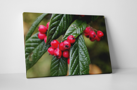 Tablouri Canvas - Tablou canvas : Boabe rosii