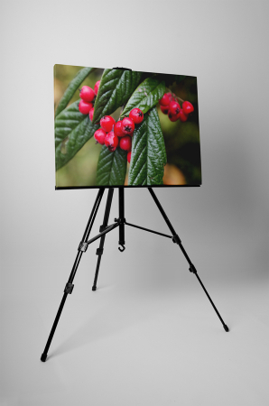 Tablou canvas : Boabe rosii [2]