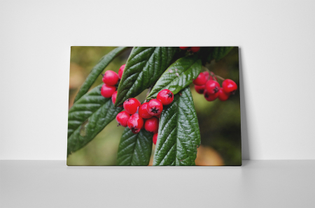 Tablou canvas : Boabe rosii [1]