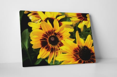 Tablouri Canvas - Tablou canvas : Gerbere galbene
