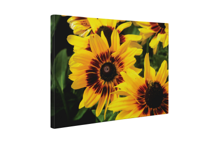 Tablou canvas : Gerbere galbene [4]