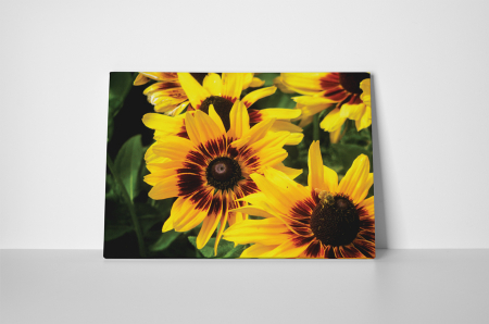 Tablou canvas : Gerbere galbene [1]