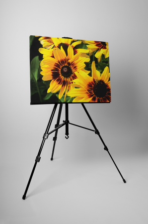 Tablou canvas : Gerbere galbene [2]