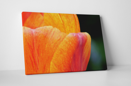 Tablouri Canvas - Tablou canvas : Petale