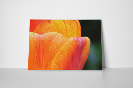 Tablou canvas : Petale [1]