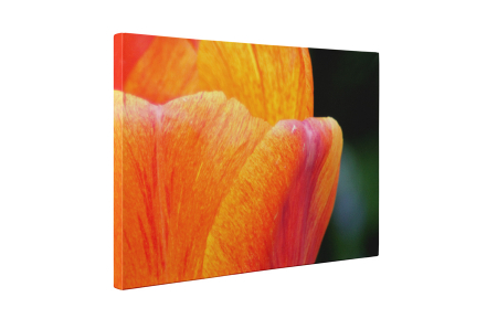 Tablou canvas : Petale [4]