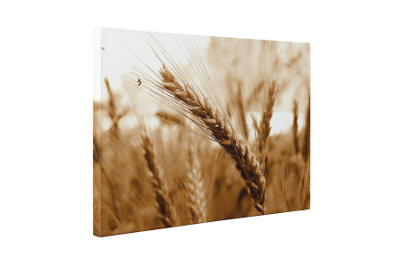 Tablou canvas : Grau [4]