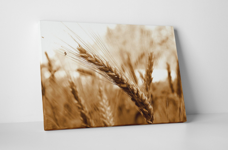 Tablouri Canvas - Tablou canvas : Grau