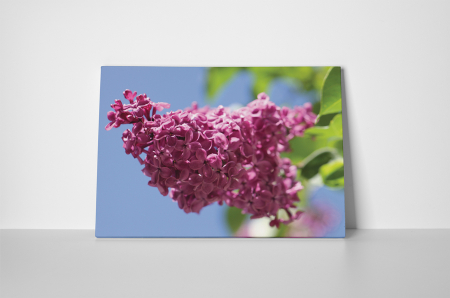 Tablou canvas : Liliacul mov [1]