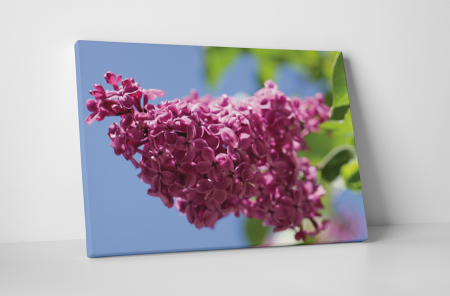 Tablouri Canvas - Tablou canvas : Liliacul mov