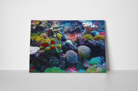 Tablou canvas : Viata subacvatica [1]