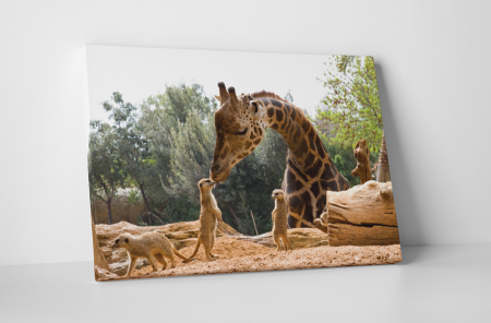 Animale - Tablou canvas : Gradina zoologica
