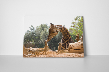 Tablou canvas : Gradina zoologica [1]