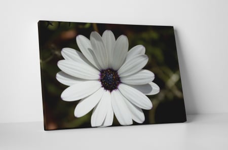 Tablouri Canvas - Tablou canvas : Petale albe