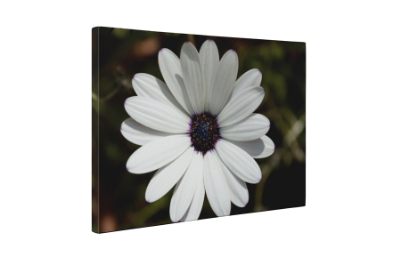 Tablou canvas : Petale albe [4]