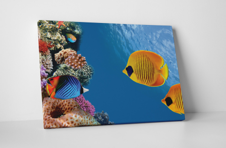 Animale - Tablou canvas : Lumea marina