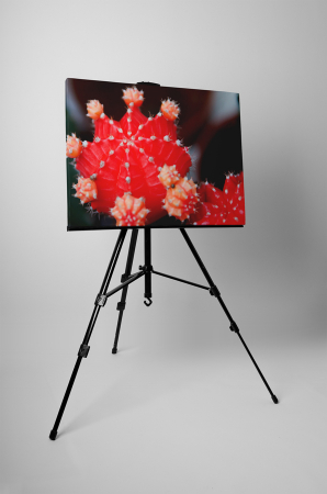 Tablou canvas : Cactus [2]