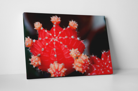 Tablouri Canvas - Tablou canvas : Cactus