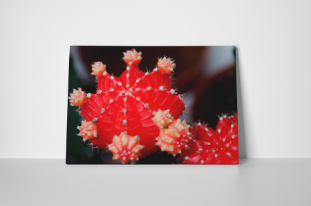 Tablou canvas : Cactus [1]