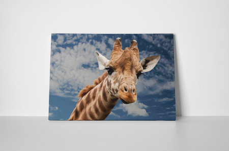 Tablou canvas : Girafa inalta [1]