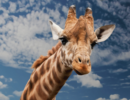Tablou canvas : Girafa inalta [3]