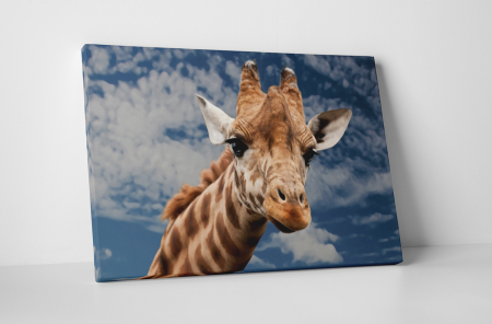 Animale - Tablou canvas : Girafa inalta