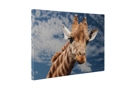Tablou canvas : Girafa inalta [4]