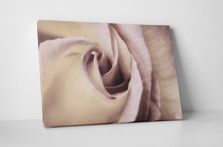 Tablouri Canvas - Tablou canvas : Trandafirul elegant