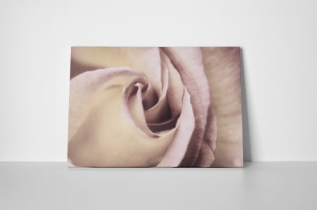 Tablou canvas : Trandafirul elegant [1]