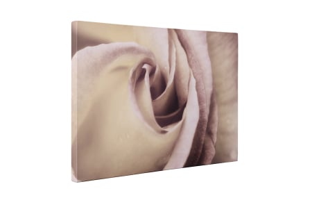 Tablou canvas : Trandafirul elegant [4]