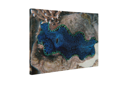 Tablou canvas : Recif de corali [4]