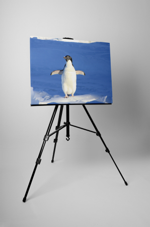 Tablou canvas : Pinguin dornic sa zboare [2]