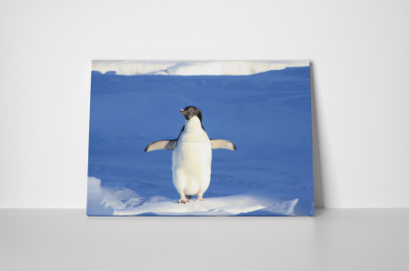 Tablou canvas : Pinguin dornic sa zboare [1]