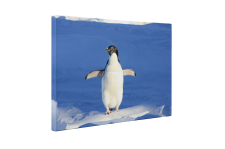 Tablou canvas : Pinguin dornic sa zboare [4]