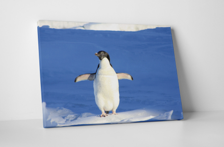 Animale - Tablou canvas : Pinguin dornic sa zboare