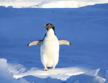 Tablou canvas : Pinguin dornic sa zboare [3]