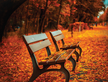 Tablou canvas : Frunze colorate [3]