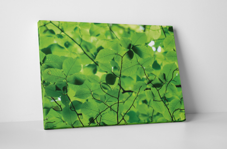 Tablouri Canvas - Tablou canvas : Frunze peste tot